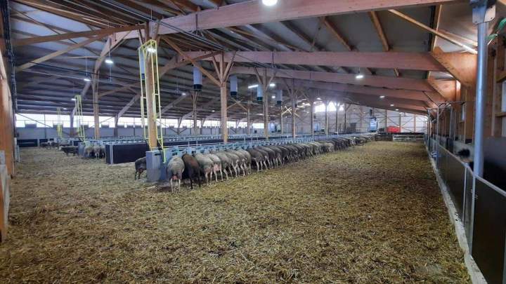 Construction de bâtiments pour élevage bovins viande et lait Occitanie