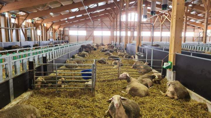 Construction de fermes pour bovins viande et lait Occitanie